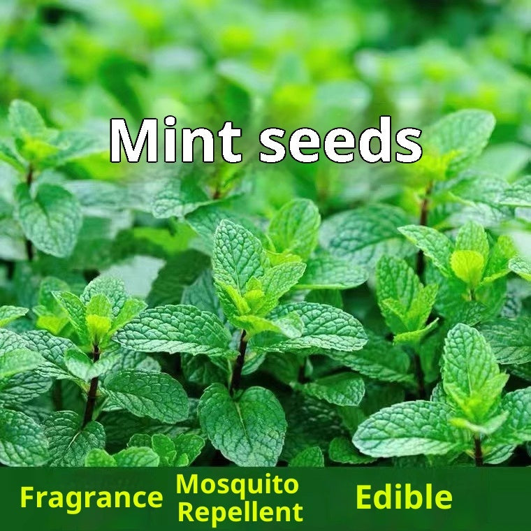 Baby's Breath, Sunflower, Cosmos, Daisy Four-season Seeds