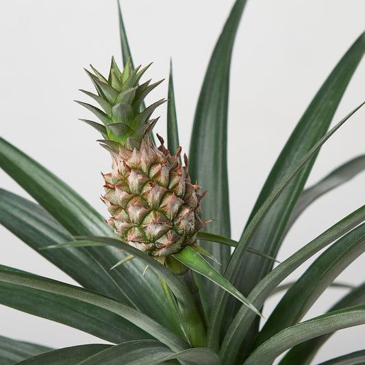 Bromeliad 'Yellow Pineapple'