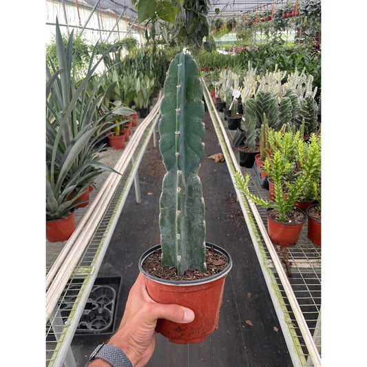 A tall columnar cactus in a reddish-brown plastic pot being held by a hand in a greenhouse aisle, surrounded by other potted plants.