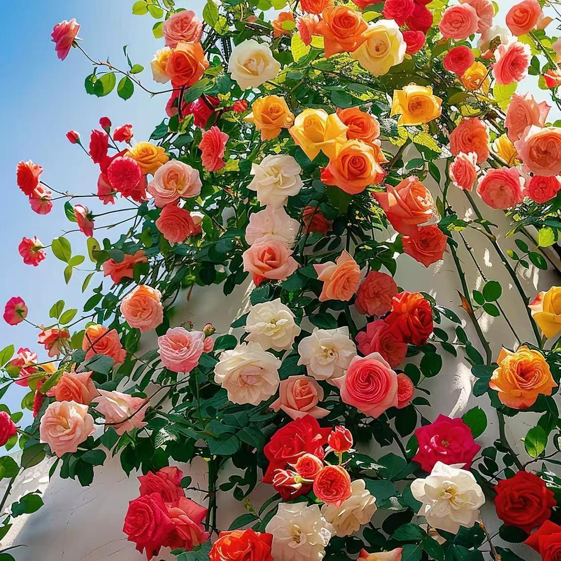 Seeds For Double-Flowered Climbing Roses With Large Flowers For All Seasons