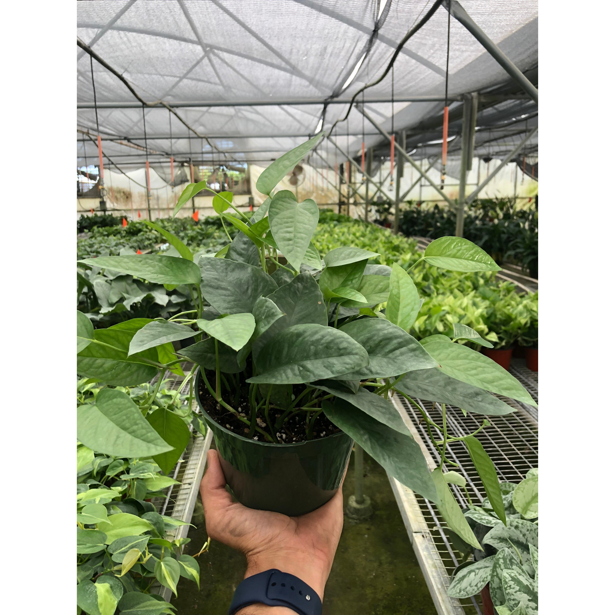 Pothos 'Cebu Blue'