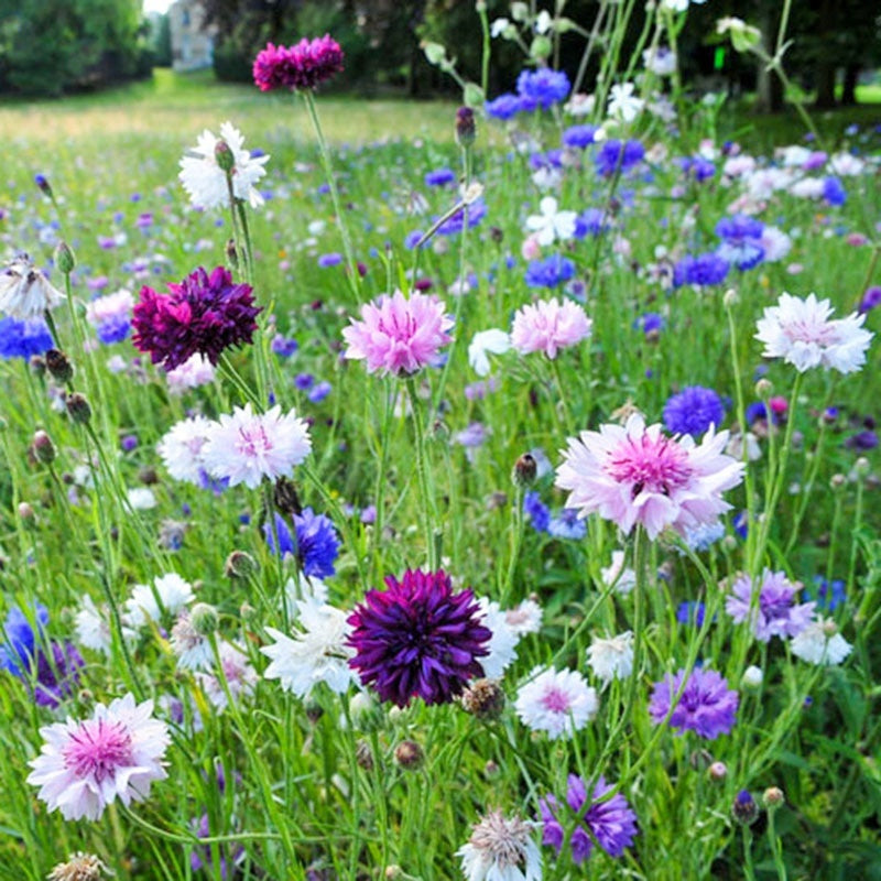 Flower Seeds Are Sown And Blooming In Four Seasons