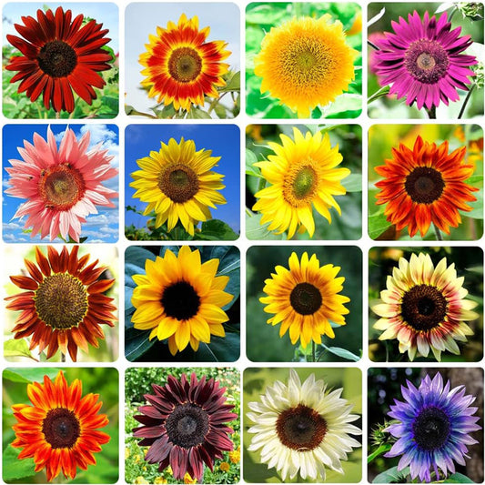 10 Different Sunflower Seeds, SUNFLOW SEED MIX Heirloom Seeds