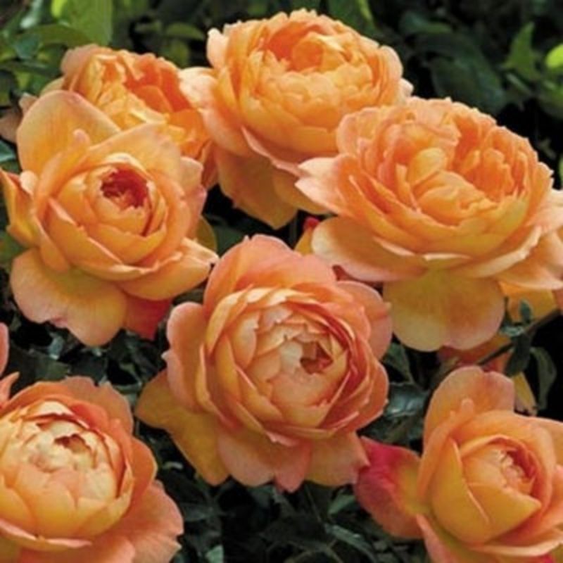 Climbing Wall Rose Seed Seeds Four Seasons Planting Outdoor Garden Flower Seeds