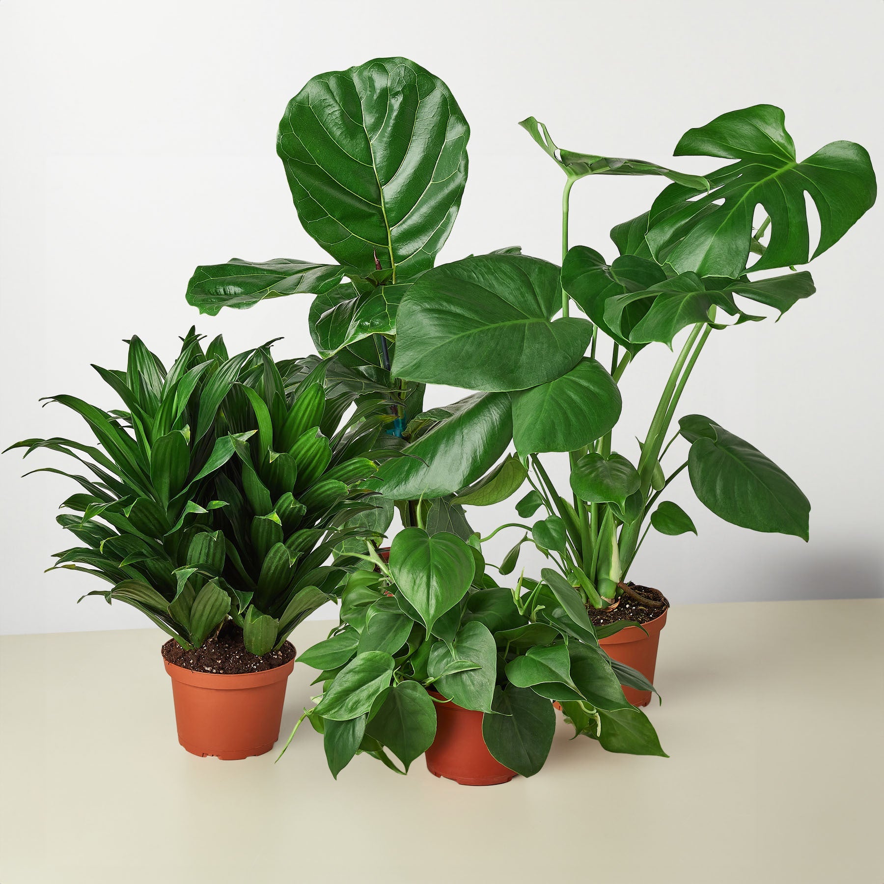 Four potted plants on a white surface with a light gray background