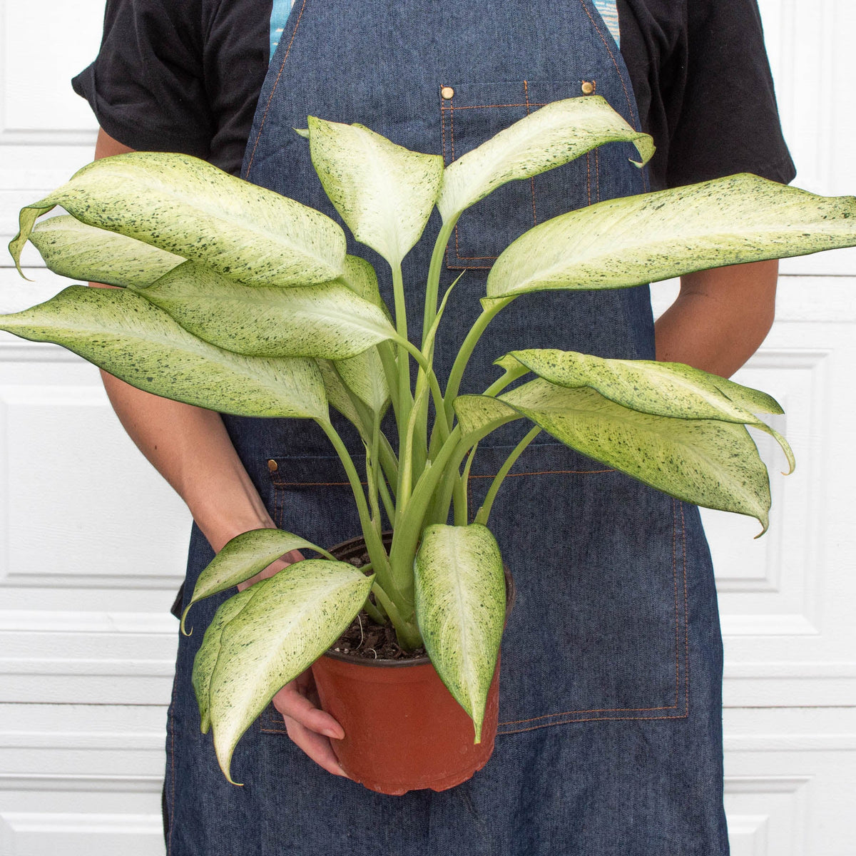 Dieffenbachia 'Camouflage'