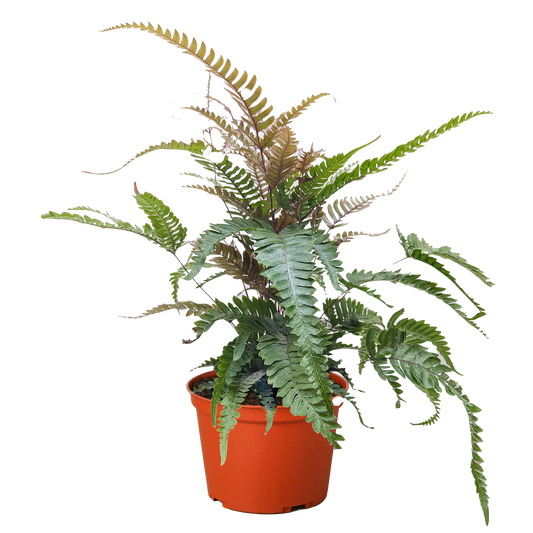 Fern 'Tricolor Pteris'