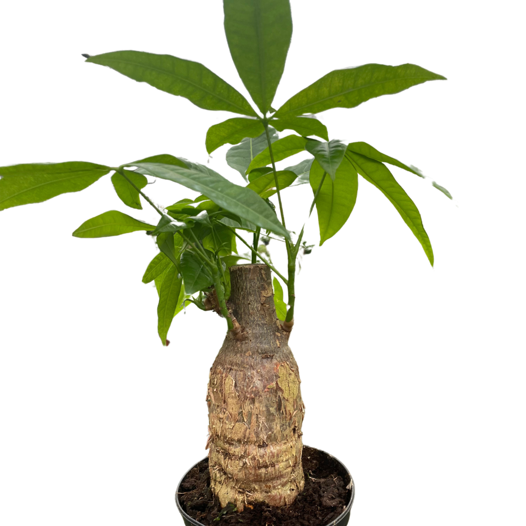 Potted plant with a textured pot on a white background