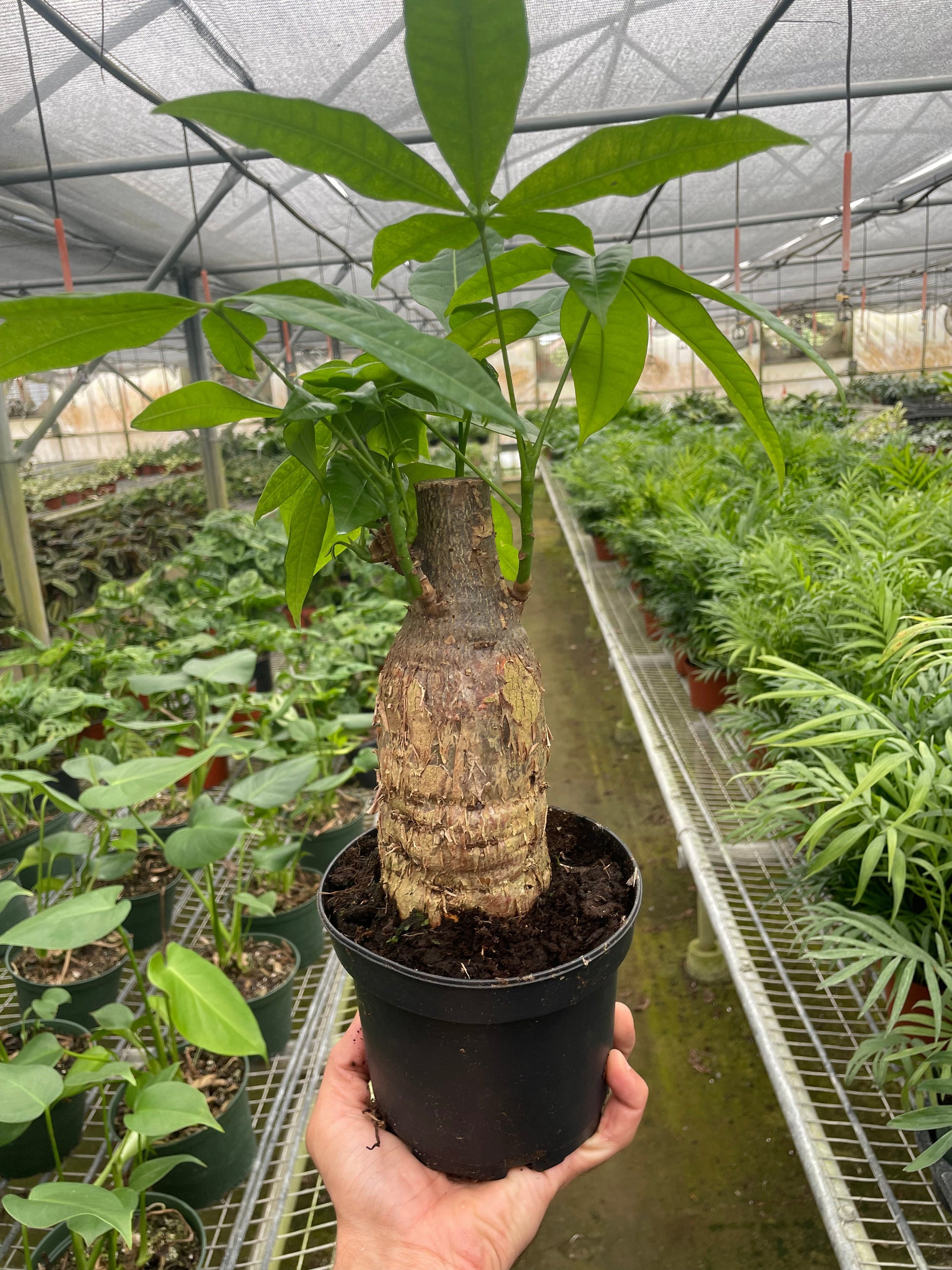 Potted plant held in a greenhouse setting with other plants in the background