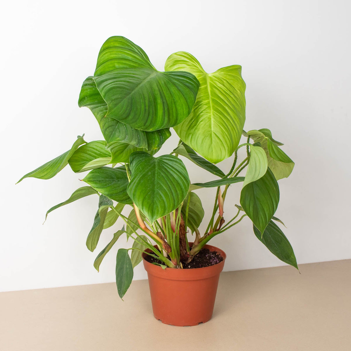 Potted green plant on a beige surface with a white background