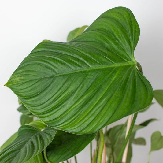 2 Philodendron Variety Pack - 4" Pots