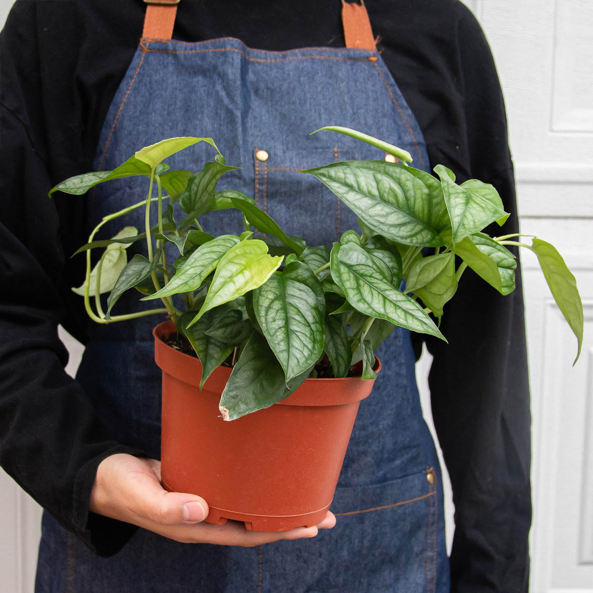 Monstera 'Siltepecana'