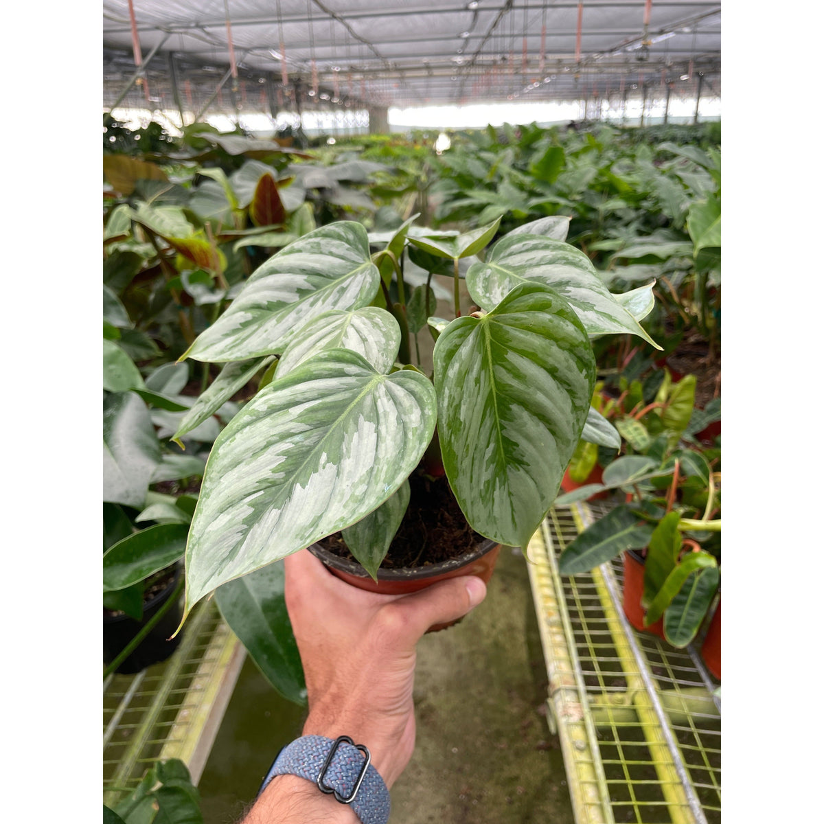 2 Philodendron Variety Pack - 4" Pots
