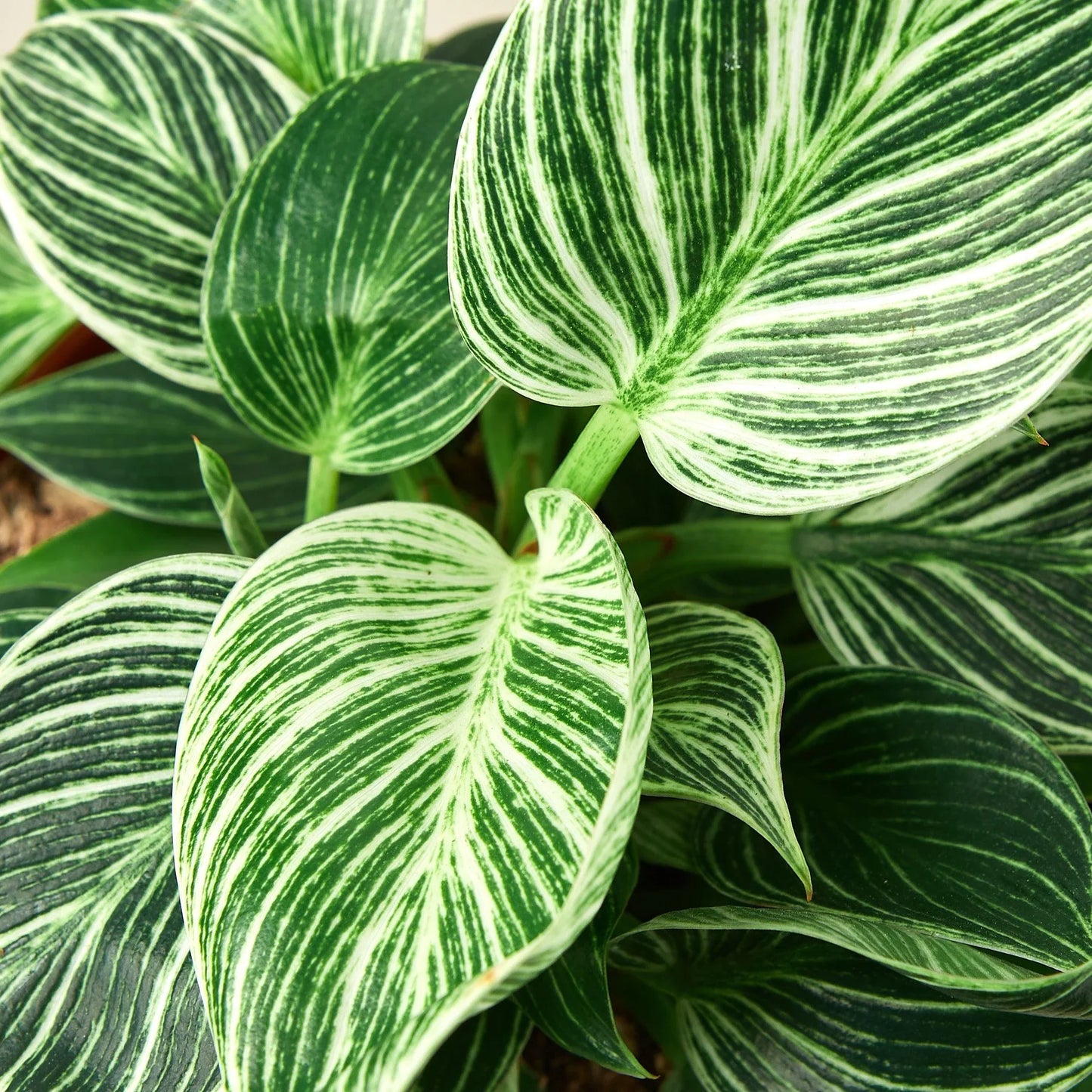 Philodendron 'Birkin' - 4" Pot - NURSERY POT ONLY