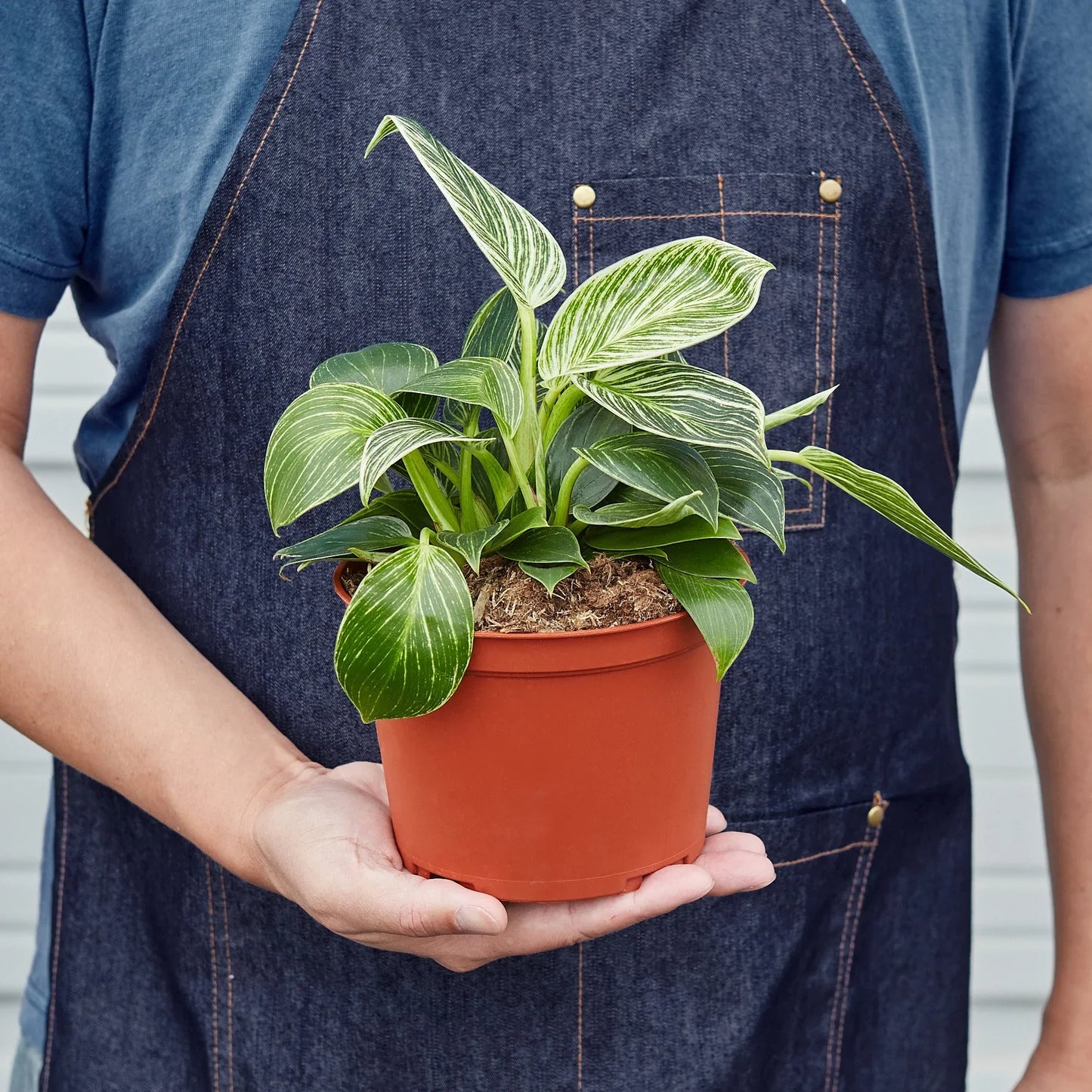 Philodendron 'Birkin' - 4" Pot - NURSERY POT ONLY