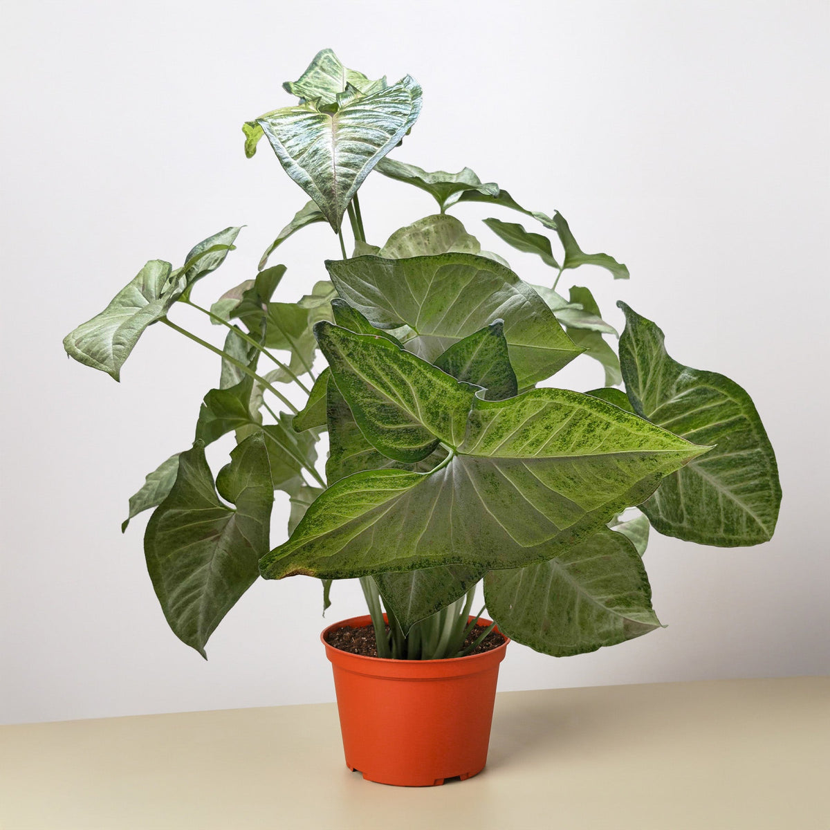 Syngonium 'Confetti'