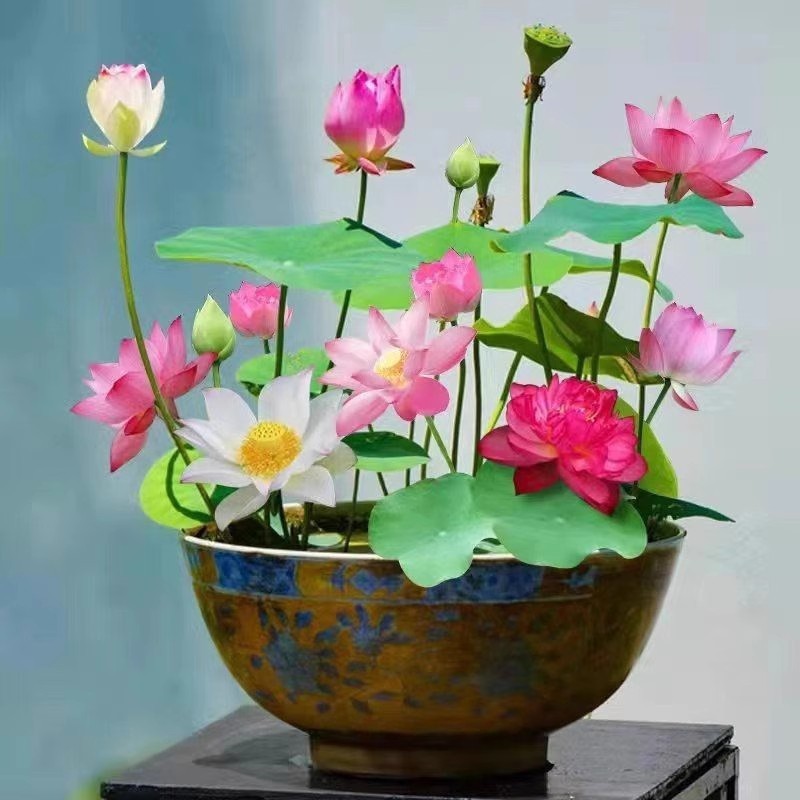 Baby's Breath, Sunflower, Cosmos, Daisy Four-season Seeds