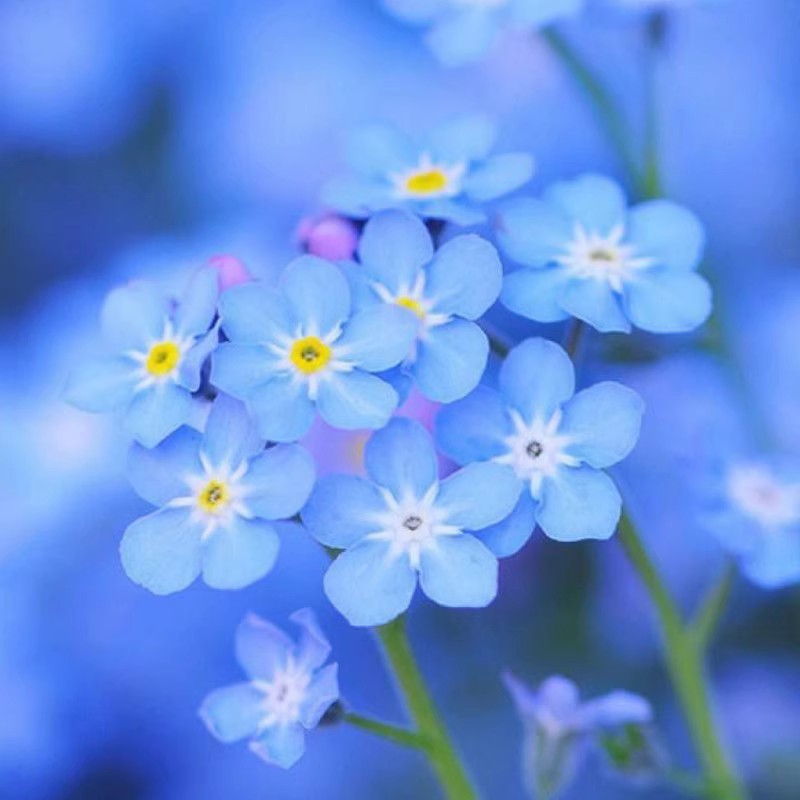 Baby's Breath, Sunflower, Cosmos, Daisy Four-season Seeds