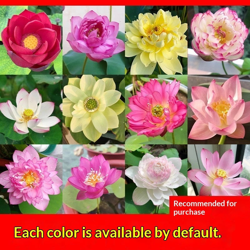 Four Seasons Blooming Hydroponic Water Lily Lotus Seeds
