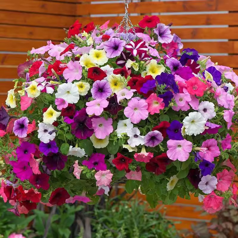 Baby's Breath, Sunflower, Cosmos, Daisy Four-season Seeds