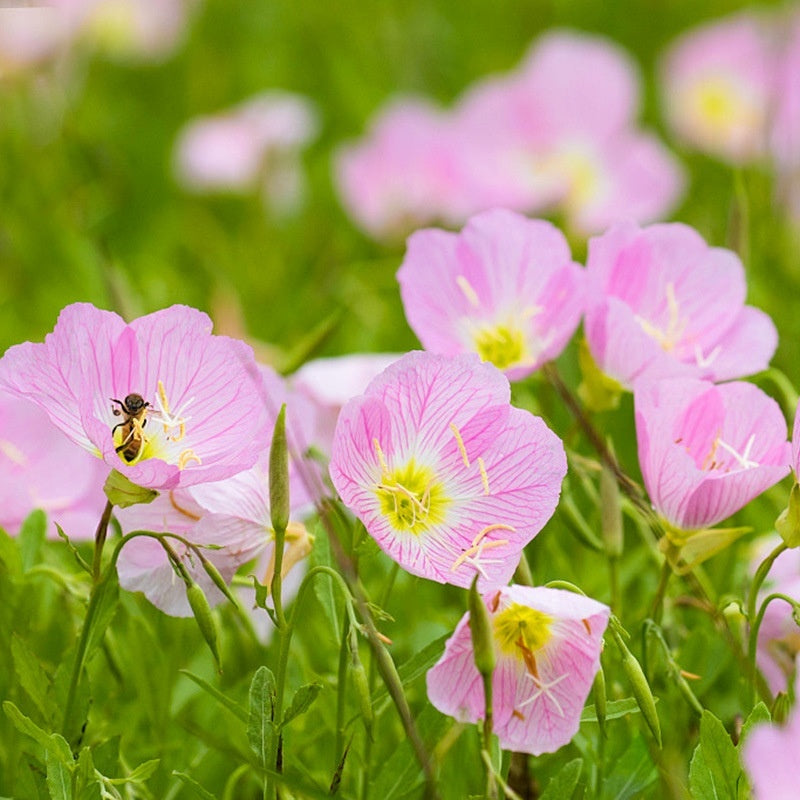 Flower Seeds Are Sown And Blooming In Four Seasons