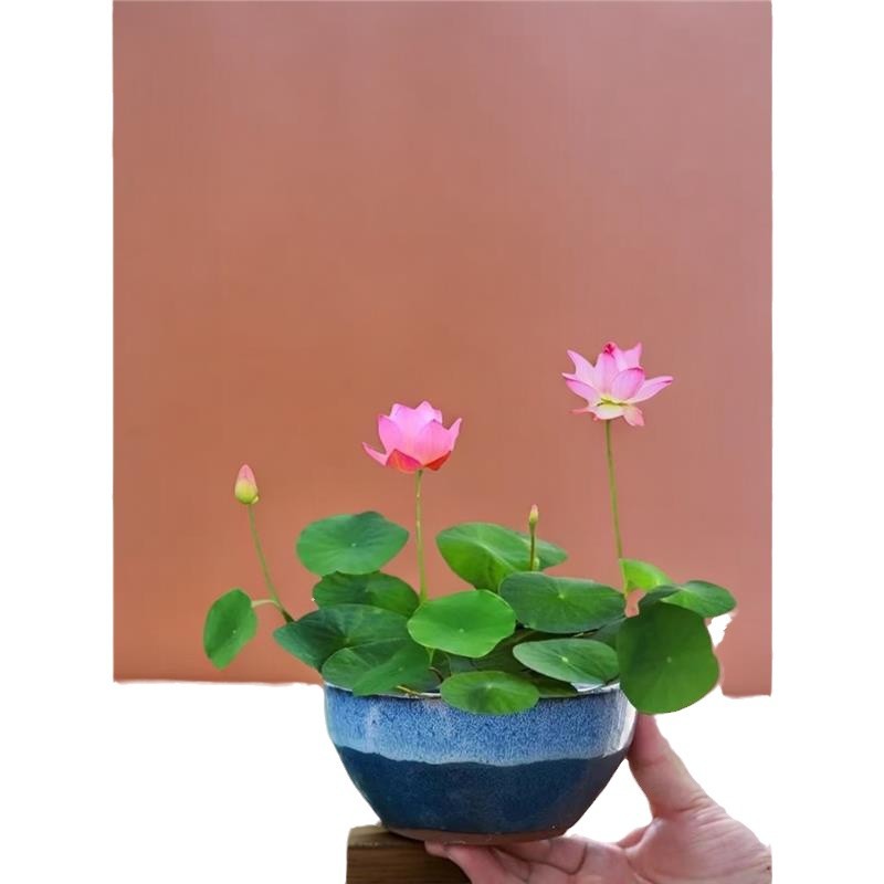Everblooming Mixed Color Bowl Lotus Hydroponic Plant Sleeping Lotus Lotus Seeds