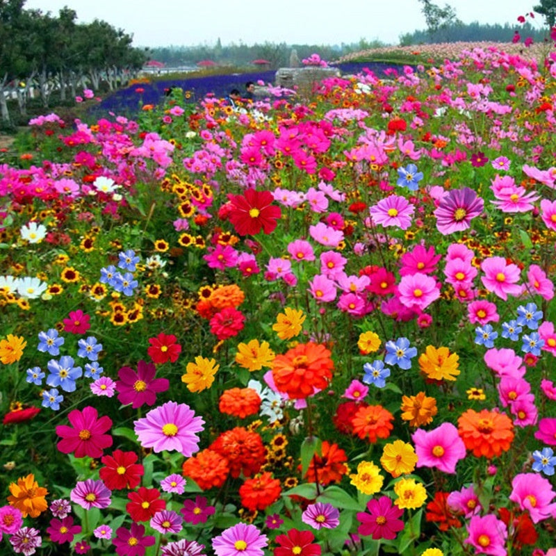 Flower Seeds Are Sown And Blooming In Four Seasons