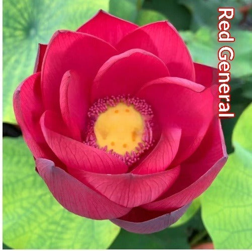 Four Seasons Blooming Hydroponic Water Lily Lotus Seeds