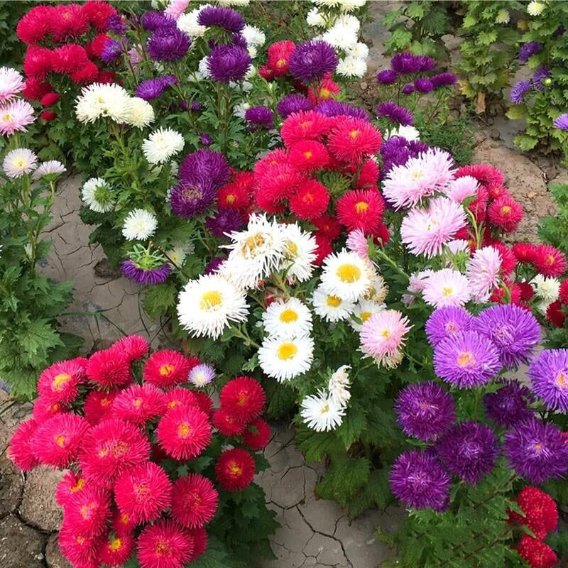 Flower Seeds Are Sown And Blooming In Four Seasons
