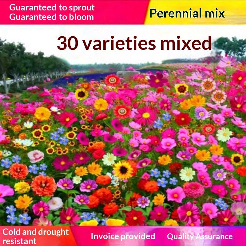 Easy-to-grow Outdoor Flower Seeds For Your Yard