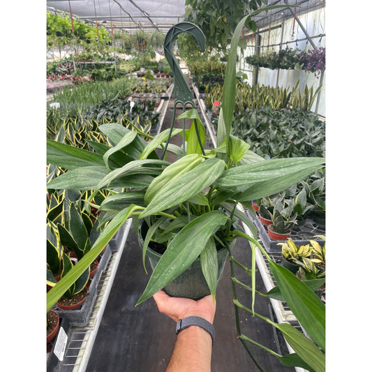 Pothos 'Silver Streak'