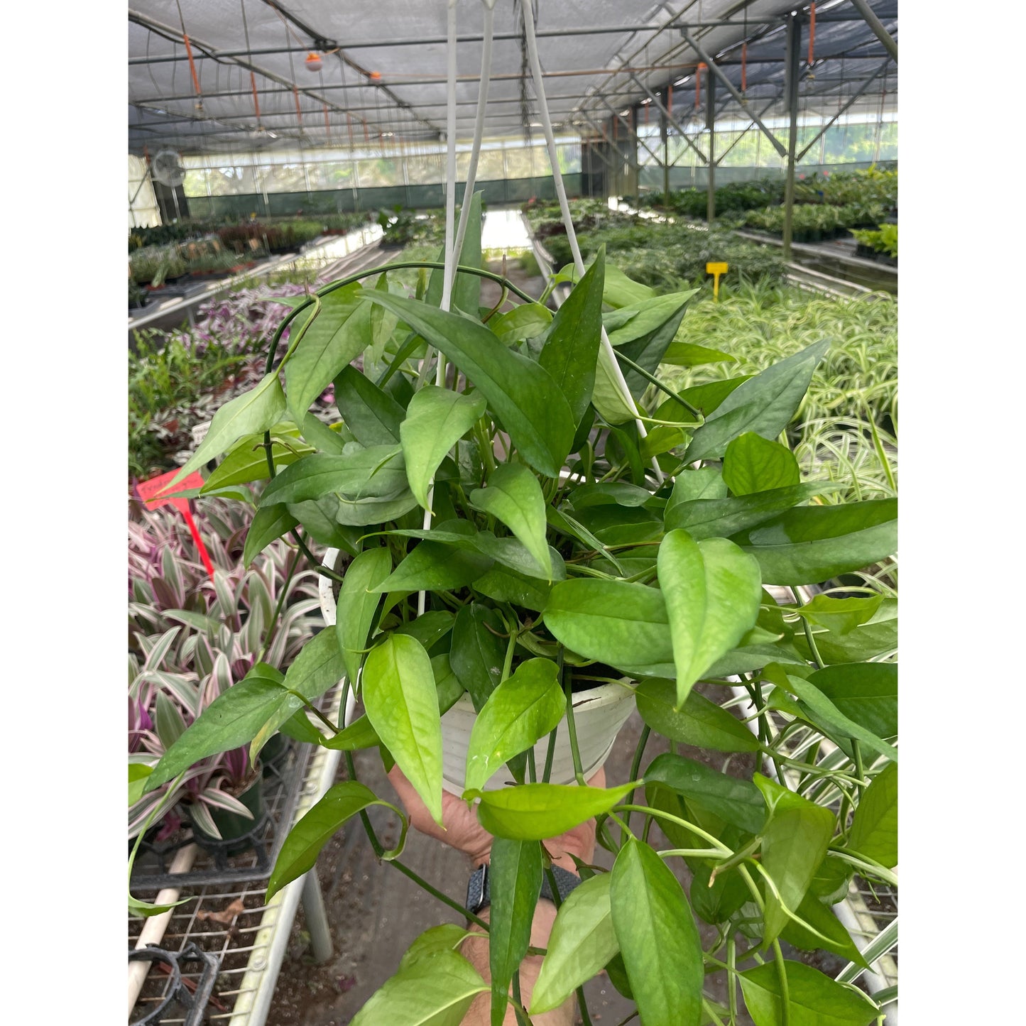 Pothos 'Skeleton Key'
