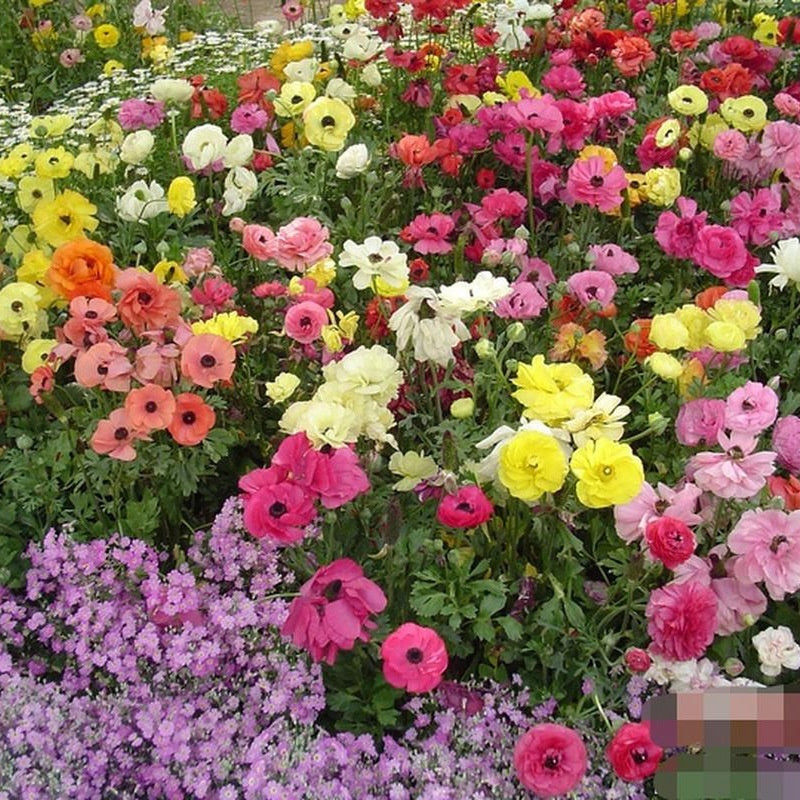 Flower Seeds Are Sown And Blooming In Four Seasons