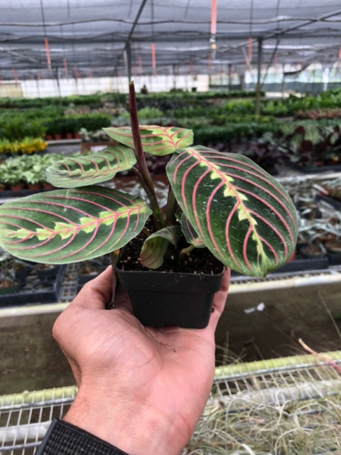 Maranta 'Red Prayer' Plant - Living Art with Stunning Red Veined Leaves