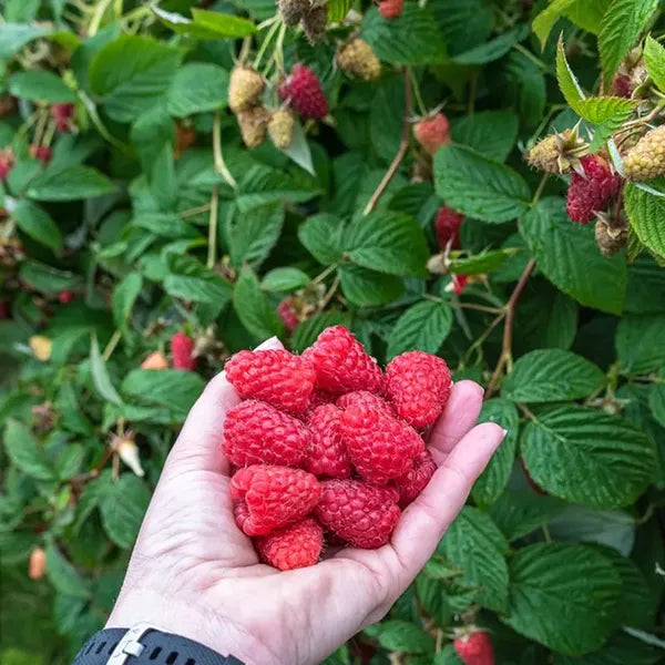 4 Types Of Fresh Fruit Seeds, One Will Be Sent Randomly. No One Knows What Will Happen. It's Suitable For Gifts On Independence Day, Halloween, And Christmas - Personalized Labels