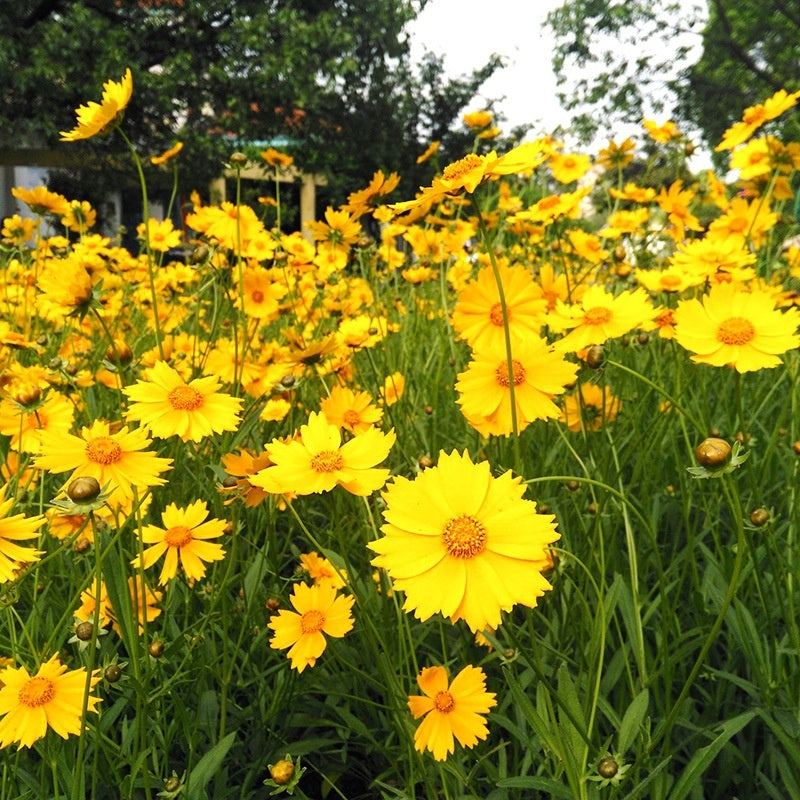 Flower Seeds Are Sown And Blooming In Four Seasons
