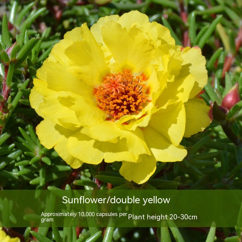 Double-petal SUNFLOWER Colorful Grow Up Easily Indoor And Outdoor Potted Seeds