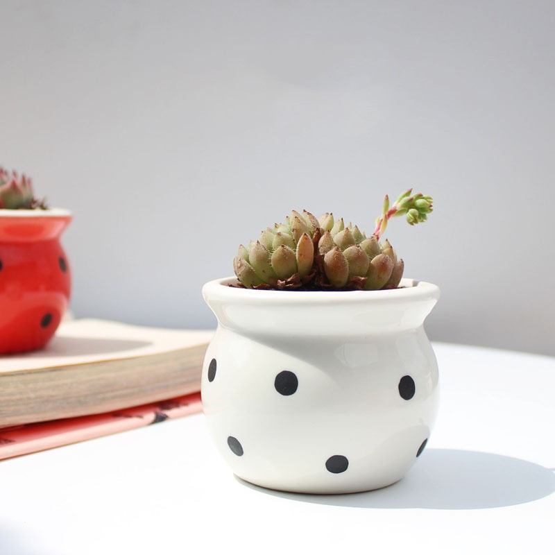 Succulent Flower Pot Ceramic Flower Pot Thumb Pot