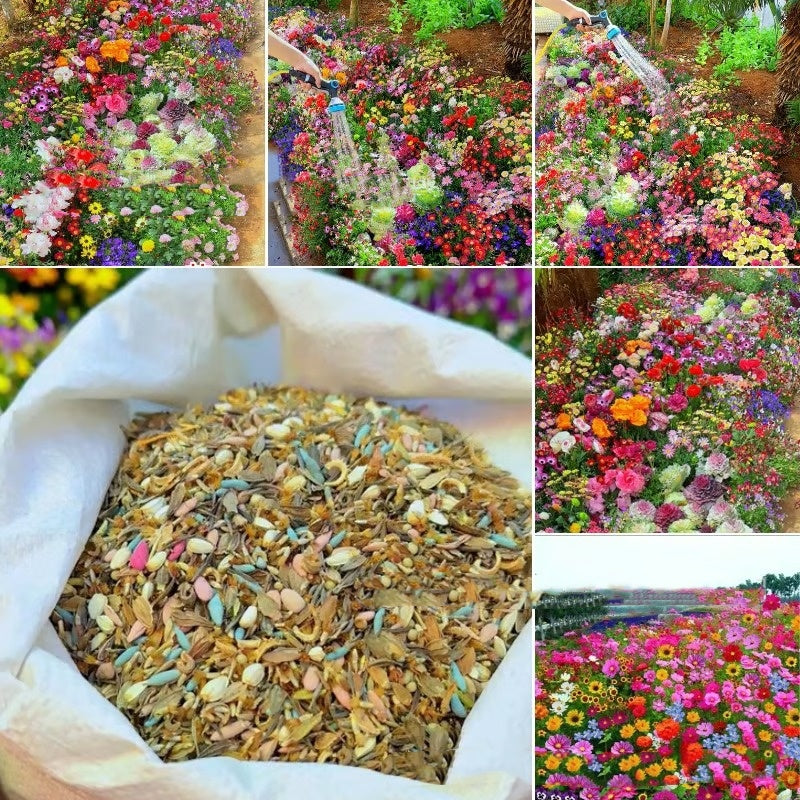 Purpleflower Holly Leaf Cold-resistant Drought-resistant Grass Garden Mixed Garden Flower Seeds