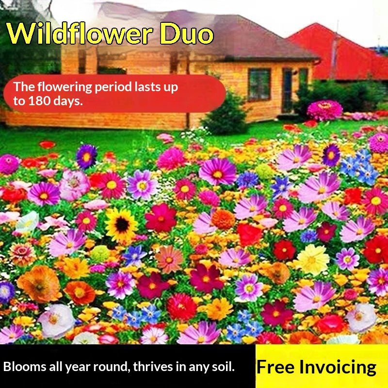 Easy-to-grow Outdoor Flower Seeds For Your Yard