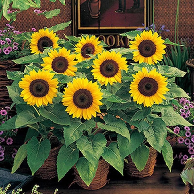 Baby's Breath, Sunflower, Cosmos, Daisy Four-season Seeds