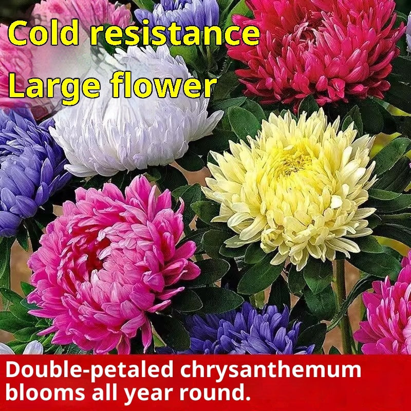 Baby's Breath, Sunflower, Cosmos, Daisy Four-season Seeds