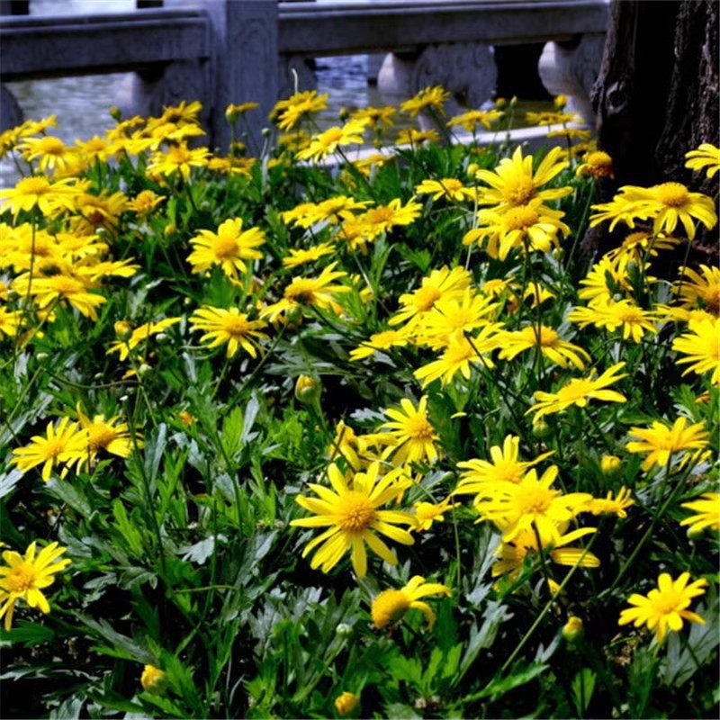 Baby's Breath, Sunflower, Cosmos, Daisy Four-season Seeds