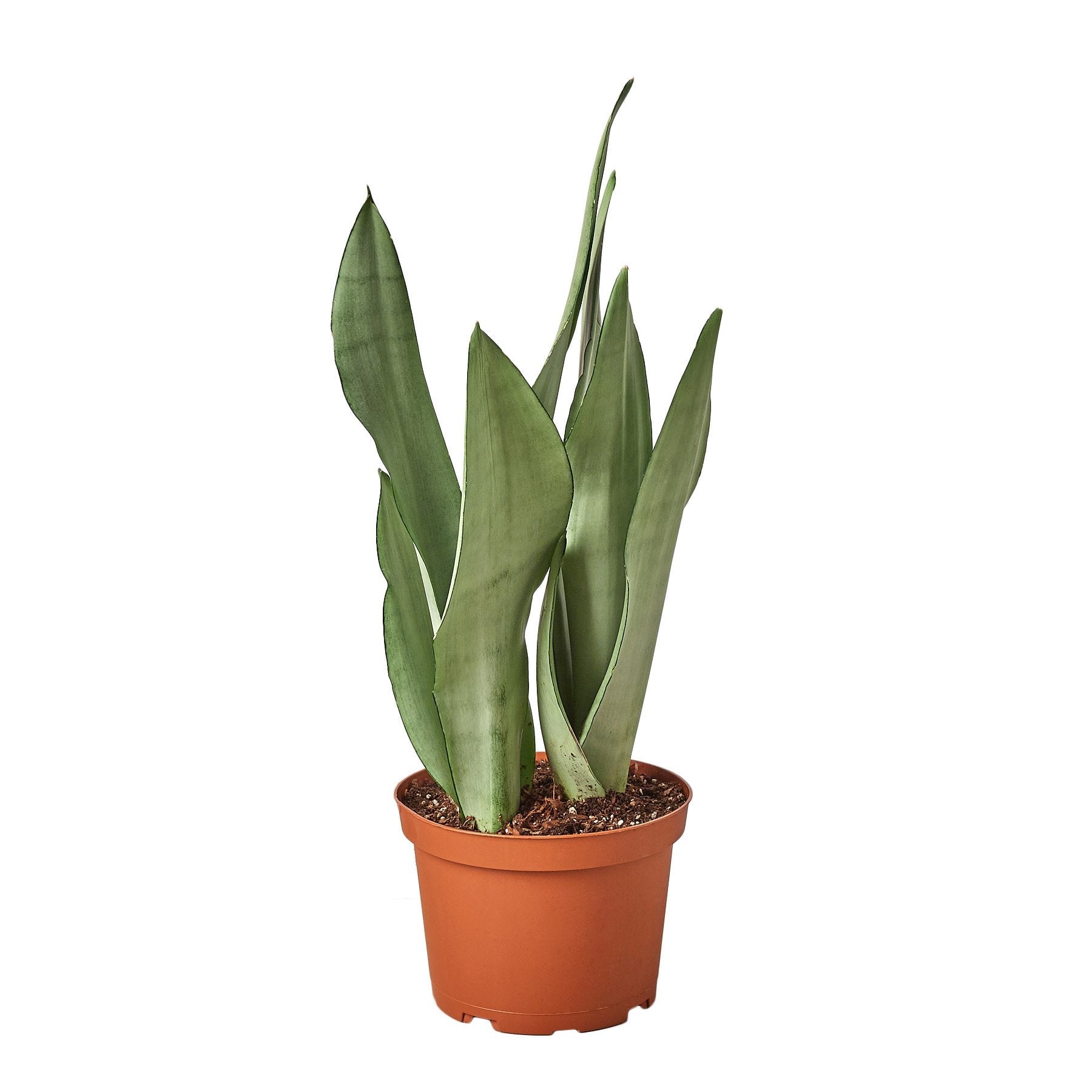 Rooted Treasures Farms Snake Plant Moonshine