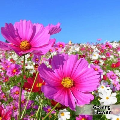 Baby's Breath, Sunflower, Cosmos, Daisy Four-season Seeds