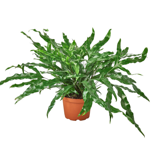 Potted plant with green leaves on a white background