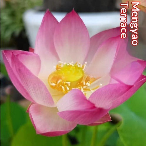 Four Seasons Blooming Hydroponic Water Lily Lotus Seeds