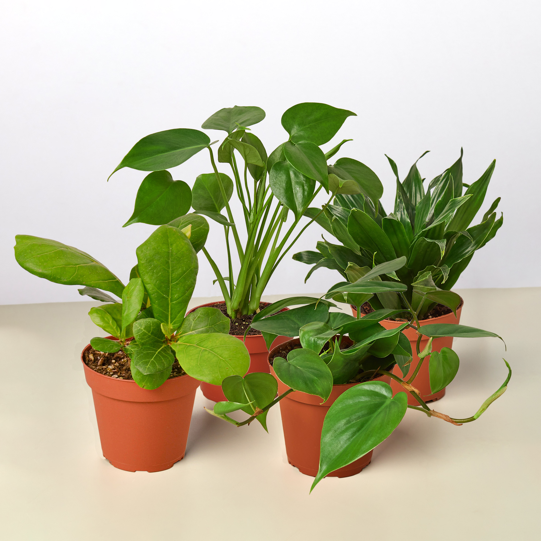 https://rootedtreasuresfarms.com/products/best-selling-plant-bundle-4-varieties