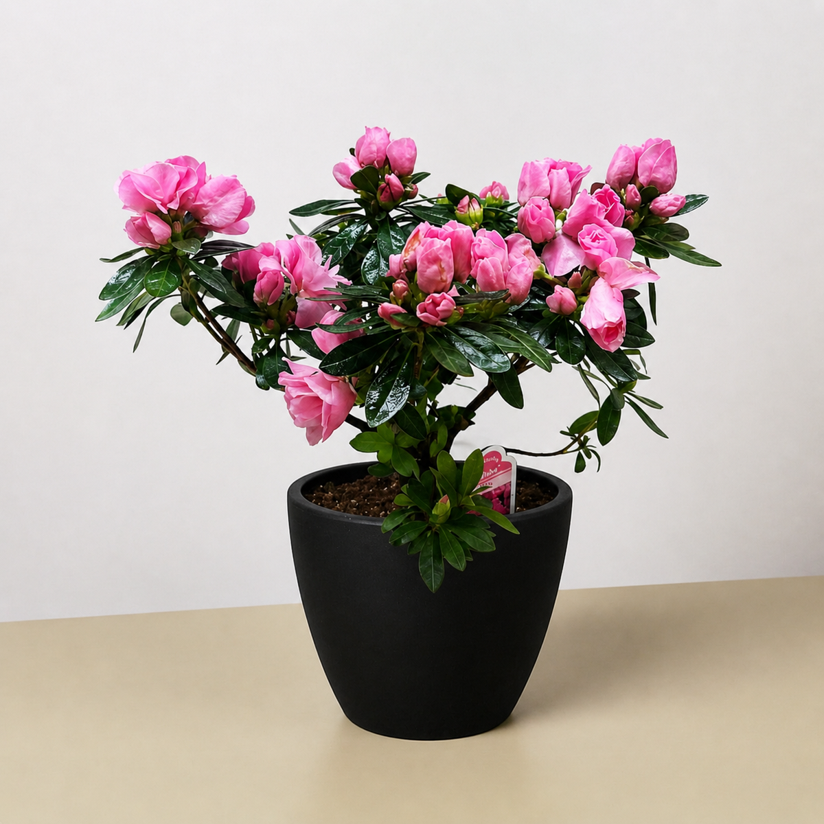 Azalea (Rhododendron)