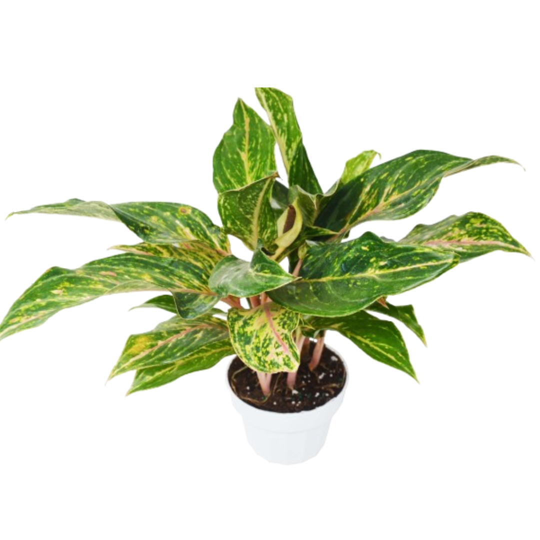 Chinese Evergreen 'Silver Bay'